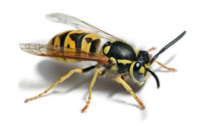 Do You Think You Have A Wasp Nest?